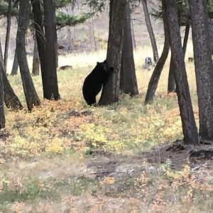 Black Bear Northwest Montana USA