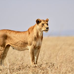 Lioness in the Serengeti National Park Tanzania