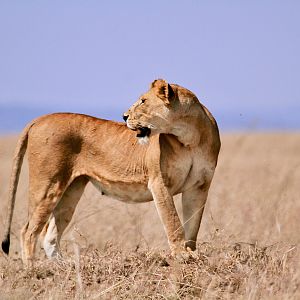Lioness in the Serengeti National Park Tanzania
