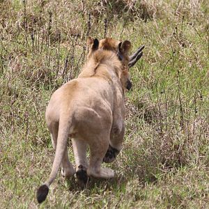 Twenty Four Lions reintroduced to Zambeze Delta of Mozambique