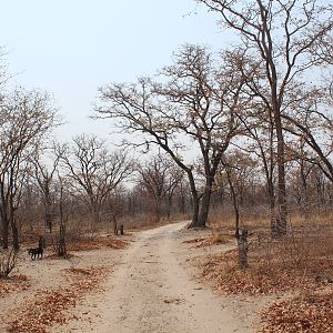 Namibia Hunt Elephant