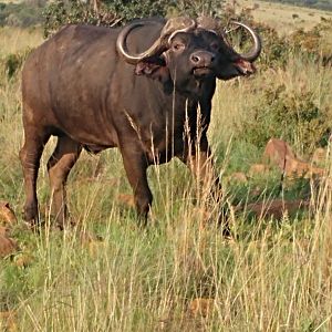 Cape Buffalo in South Africa