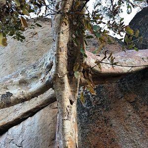 Tree in a rock in Zimbabwe