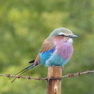 Lilac-breasted Roller Zimbabwe