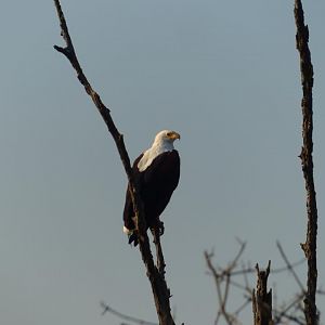 African Fish Eagle Zimbabwe