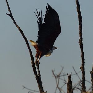 African Fish Eagle Zimbabwe