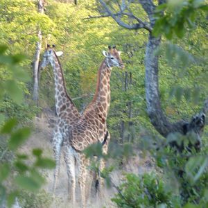 Giraffe Zimbabwe