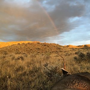 Deer Hunting Wyoming USA