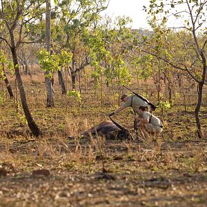 Asiatic Water Buffalo Hunt Australia