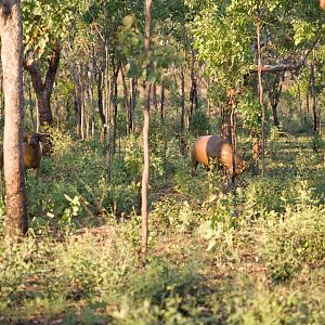 Asiatic Water Buffalo in Australia