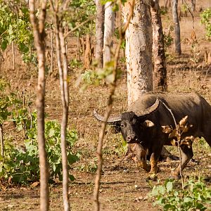 Asiatic Water Buffalo in Australia