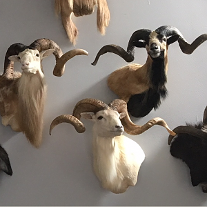 Different Sheep Shoulder Mounts Taxidermy