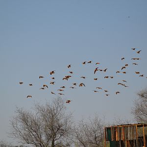 Namibia Wing Shooting Sand Grouse