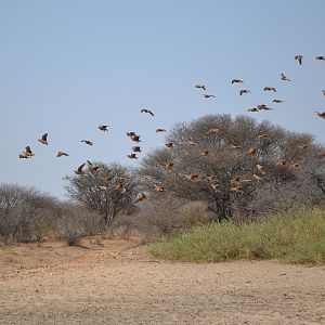 Wing Shooting Sand Grouse in Namibia