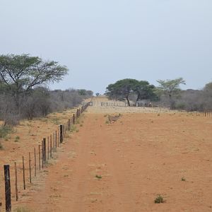 Few Kudu cows & youngsters crossing in front of us