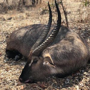 Waterbuck Hunting Zambia