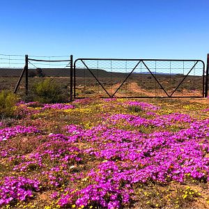 Namaqualand in full bloom