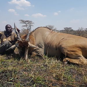 Livingstone Eland Hunt Tanzania