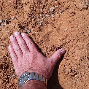 Leopard tracks Namibia