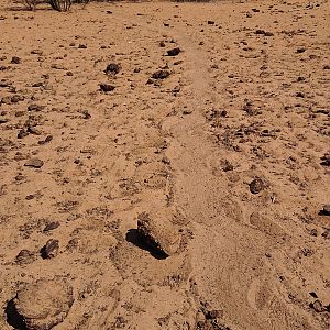 Drag marks of Leopard kill into the bush