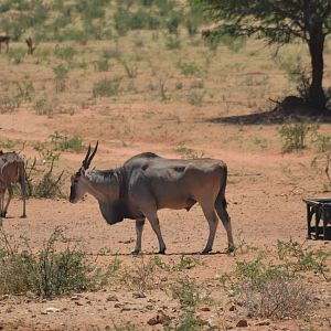 Eland bull Namibia