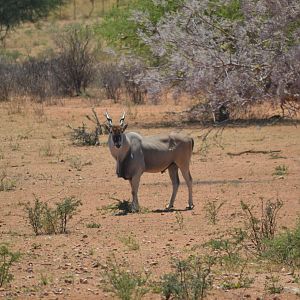 Eland bull Namibia