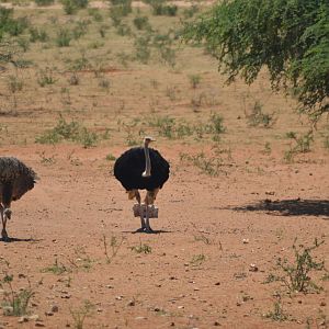 Female & Male Ostrich Namibia