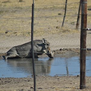 Warthog at waterhole Namibia