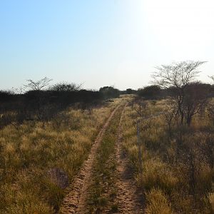 Red Hartebeest crossing the track
