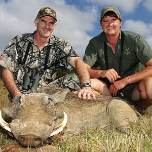 South Africa Hunting Warthog