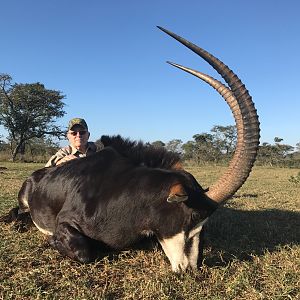 South Africa Hunting Sable Antelope