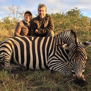 Burchell's Plain Zebra Hunting South Africa