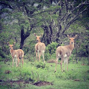 Mountain Reedbuck herd South Africa