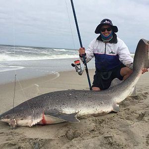 Namibia Fishing  Spotted Gully shark