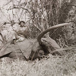 Hundred pounder Elephant Hunted in Selous Tanzania