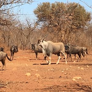 Eland & Blue WIldebeest South Africa