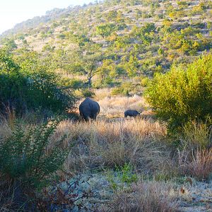 White Rhino South Africa