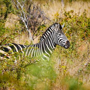 Burchell's Plain Zebra South Africa