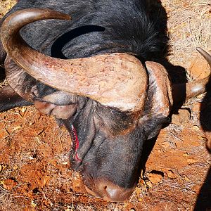 South Africa Hunting Cape Buffalo