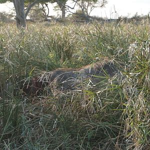 Hunting Cape Buffalo in Zimbabwe