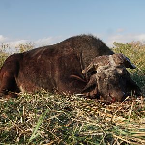 Zimbabwe Hunt Cape Buffalo