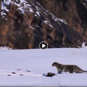 Snow Leopard Hunting