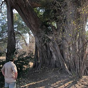 Roots of a tree