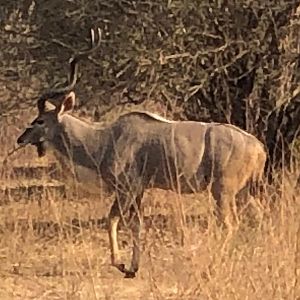 Kudu in Zimbabwe