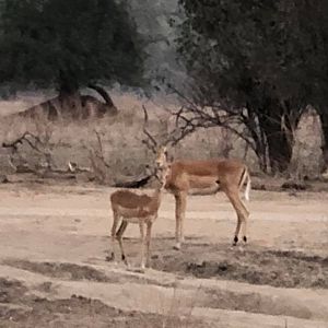 Impala in Zimbabwe