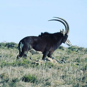 Sable Antelope South Africa