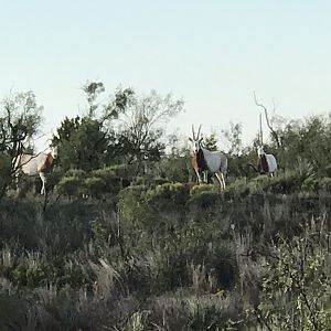 Scimitar Oryx in Texas USA