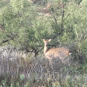 Red Deer in Texas USA