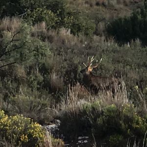 Dybowski Sika Stag in Texas USA