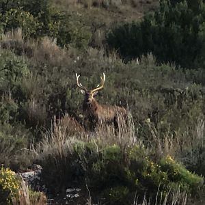 Dybowski Sika Stag in Texas USA